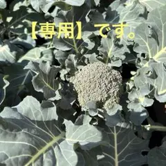 【専用】ブロッコリーの葉っぱ　訳あり