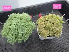 つぶつぶ屋さん　ひよこ　おもち　鉢ごと発送のサムネイル