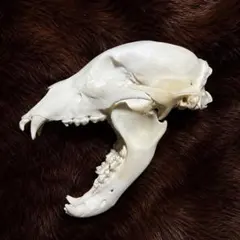 ヒグマ 頭骨 約28.5cm 骨格標本 頭蓋骨 剥製 即日発送可能！ ヒグマ 熊 頭骨 頭蓋骨 骨格標本 - メルカリ