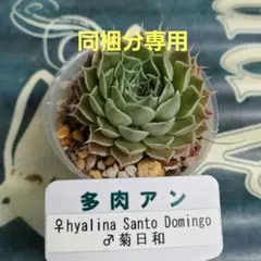 【専用です】hyalina Sant Domingo×菊日和 抜き苗 多肉植物
