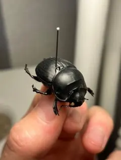 超貴重】新潟県佐渡島WDオオクワガタ♀ - メルカリ