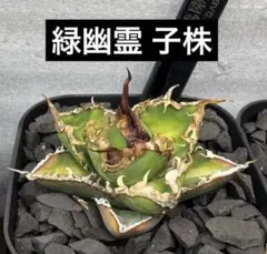 引退セール】アガベ チタノタ 疣猪 イボイノシシ 発根済 美株 星空