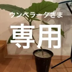 観葉植物 アロカシアハートいも 8寸 高さ105㎝ 希少 クワズイモ - メルカリ