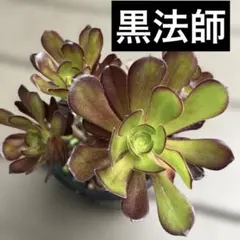 C アエオニウム カーニバル 抜き苗 多肉植物 - メルカリ