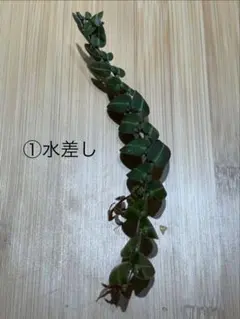 カット苗】hoya chinghungensis ホヤ チンフンゲンシス 2本 - メルカリ