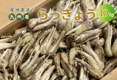 朝掘りらっきょう10キロ 根土付き育成栽培中農薬不使用 - メルカリ