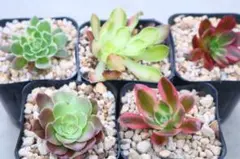 アエオニウム 4種セット カット苗 - メルカリ