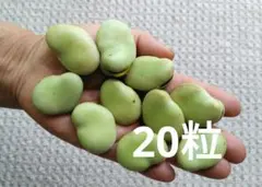 ジャンボそら豆の種　２０粒のサムネイル