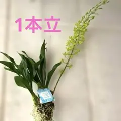 グラマトフィラム 吊り仕立て 1本立ち 夏の洋ラン 1m G - メルカリ