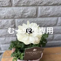 むー୨୧様専用 アネモネ アンアリス メルカリ便