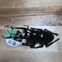 生物図鑑 リアル カブトクワガタ フィギュアキーホルダーのサムネイル