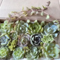 2025年最新】多肉植物 エケベリア セットの人気アイテム - メルカリ