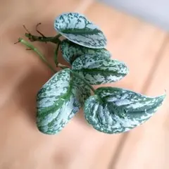 2026年最新】Scindapsusの人気アイテム - メルカリ