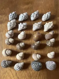 天然巻貝　貝殻セット⓷ 24個　ヤドカリのお家　ハンドメイド　インテリア