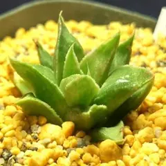多肉植物　ハオルチア 白羊宮　805のサムネイル