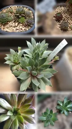 ランダムmixmini苗5個初心者様大歓迎多肉植物