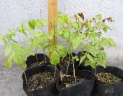 2026年最新】カレーリーフの人気アイテム - メルカリ