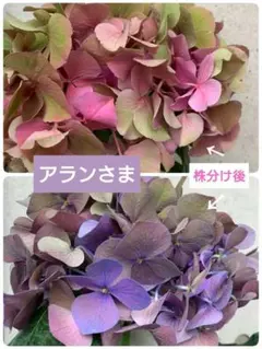 けとこなさま アジサイ 苗 同梱発送 - メルカリ