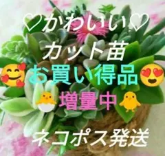 多肉植物 寄せ植え 詰め合わせ おまかせカット苗 可愛い ギフト手土産プレゼント