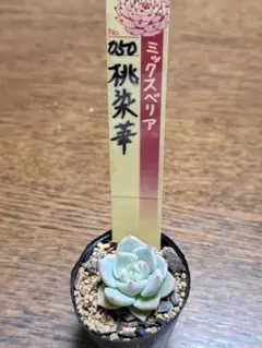 W*e様 ★桃染華★おらいさん苗★第４種郵便★月曜日発送予定★