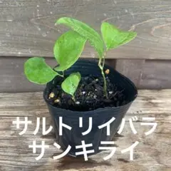 山野草 サンキライの苗③サルトリイバラのサムネイル