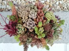 ⑥⑭champ様専用