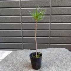 ダイチ様 リクエスト 2点 まとめ商品