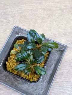 Bucephalandra cv.AL-Hyb.011 - メルカリ