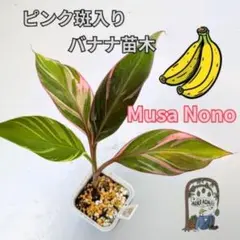 2026年最新】Musa nonoの人気アイテム - メルカリ