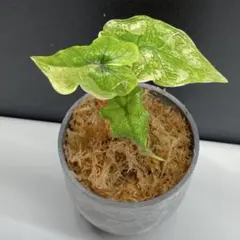 2025年最新】アロカシア ジャックリンの人気アイテム - メルカリ