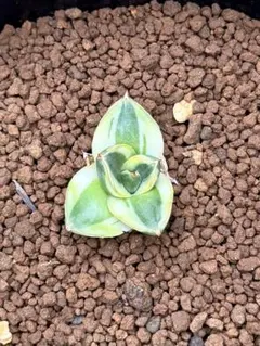 2026年最新】ピンキー アガベの人気アイテム - メルカリ