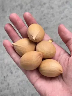 2025年最新】カイルンシアナの人気アイテム - メルカリ