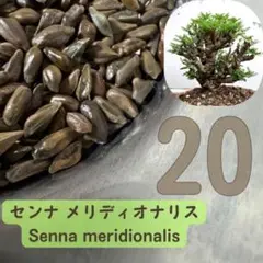 2026種子 20粒センナ・メリディオナリスのサムネイル