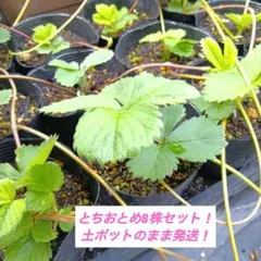 福岡S6号 いちご苗 1株 7.5センチポット - メルカリ