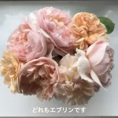 バラ苗　エブリン　強香 人気廃盤品種 土の中からベイサルシュート！のサムネイル
