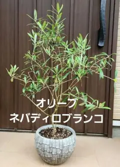 オリーブの木 ネバディロブランコ テラコッタ鉢植え 苗 苗木 - メルカリ