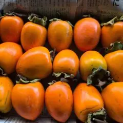 干し柿用渋柿　蜂屋柿　13〜14個位 宅急便コンパクトいっぱい！