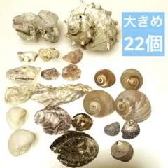 天然貝殻 22個 大きめ セット シェル インテリア ハンドメイド