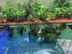2026年最新】アヌビアスナナ 斑入りの人気アイテム - メルカリ