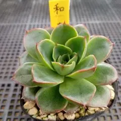 エケベリア ジョアンダニエル 多肉植物 苗 - メルカリ