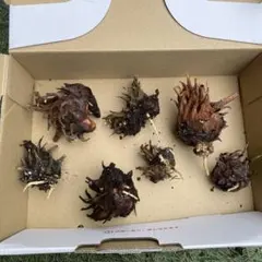 ソテツの脇芽　大きめ　4個セット ソテツの脇芽 大きめ 4個セット 【公式通販】