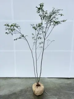 山採り天然 アオダモ 斑紋6本立ち 33 - メルカリ