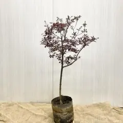 スモークツリー ロイヤルパープル 花芽付き 140㎝前後 - メルカリ