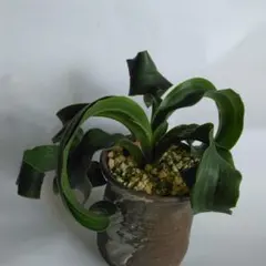 メ*9様 万年青　麗松　千代田獅子　鉢植え 万年青 麗松 千代田獅子 鉢植え 千代田の松 (ちよだのまつ