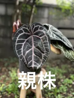 ET 'Red Heart' Diamond Shield 株分け 極美株 - メルカリ