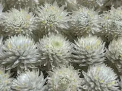 千日紅ドライフラワー　ホワイト