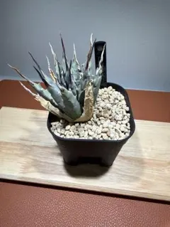 2026年最新】アガベエボリスピナの人気アイテム - メルカリ