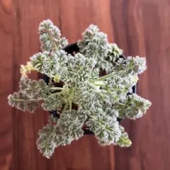 ペラルゴニウム　アッペンディクラツム　コーデックス　塊根植物のサムネイル