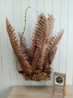 2025年最新】ドリナリア リギデュラの人気アイテム - メルカリ