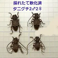 2025年最新】カミキリムシ標本の人気アイテム - メルカリ